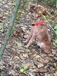 Kids Hear Whimpering In The Woods And Find A Frightened Dog Chained To Tree