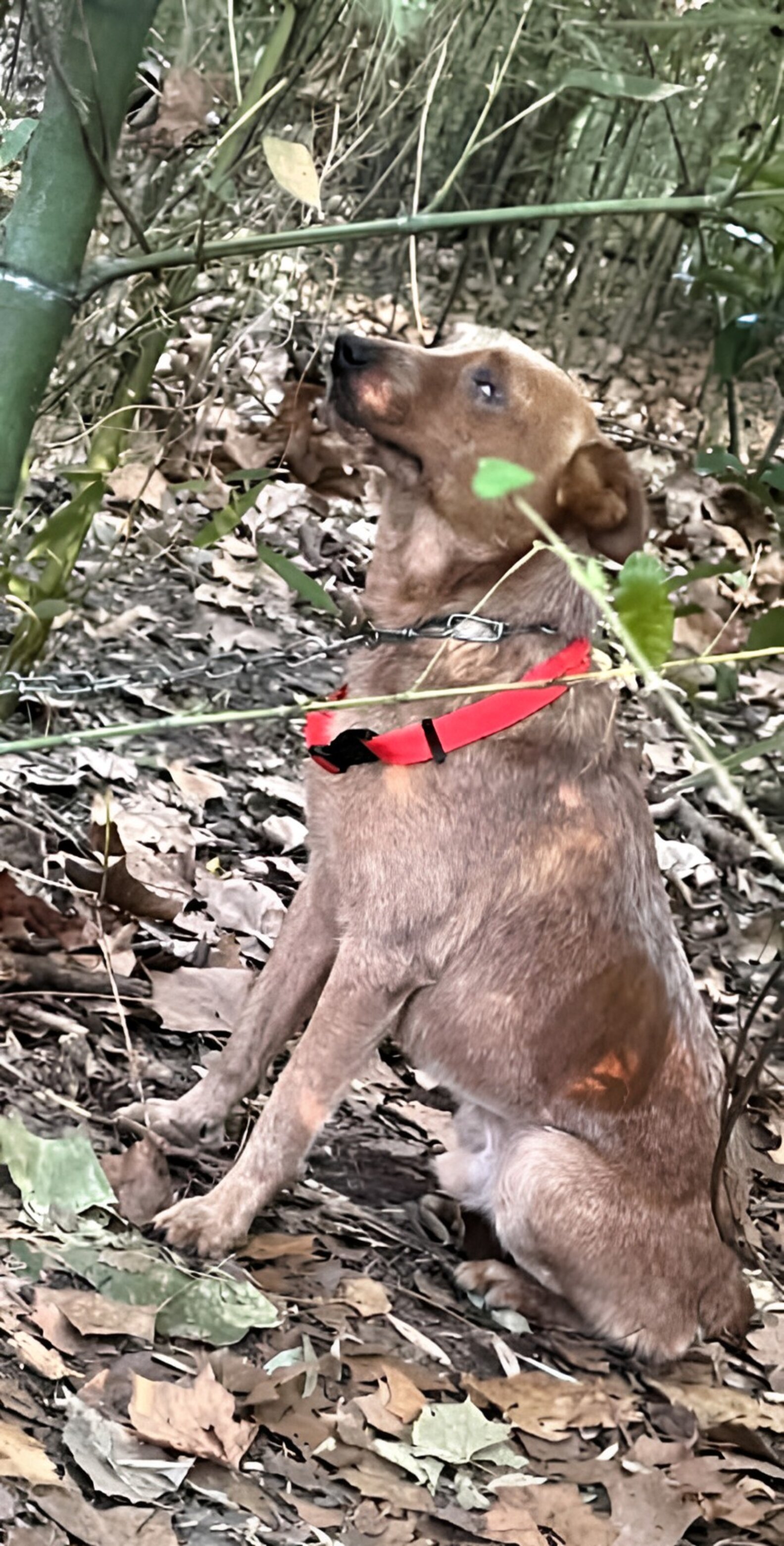 Kids Hear Whimpering In The Woods And Find A Frightened Dog Chained To ...