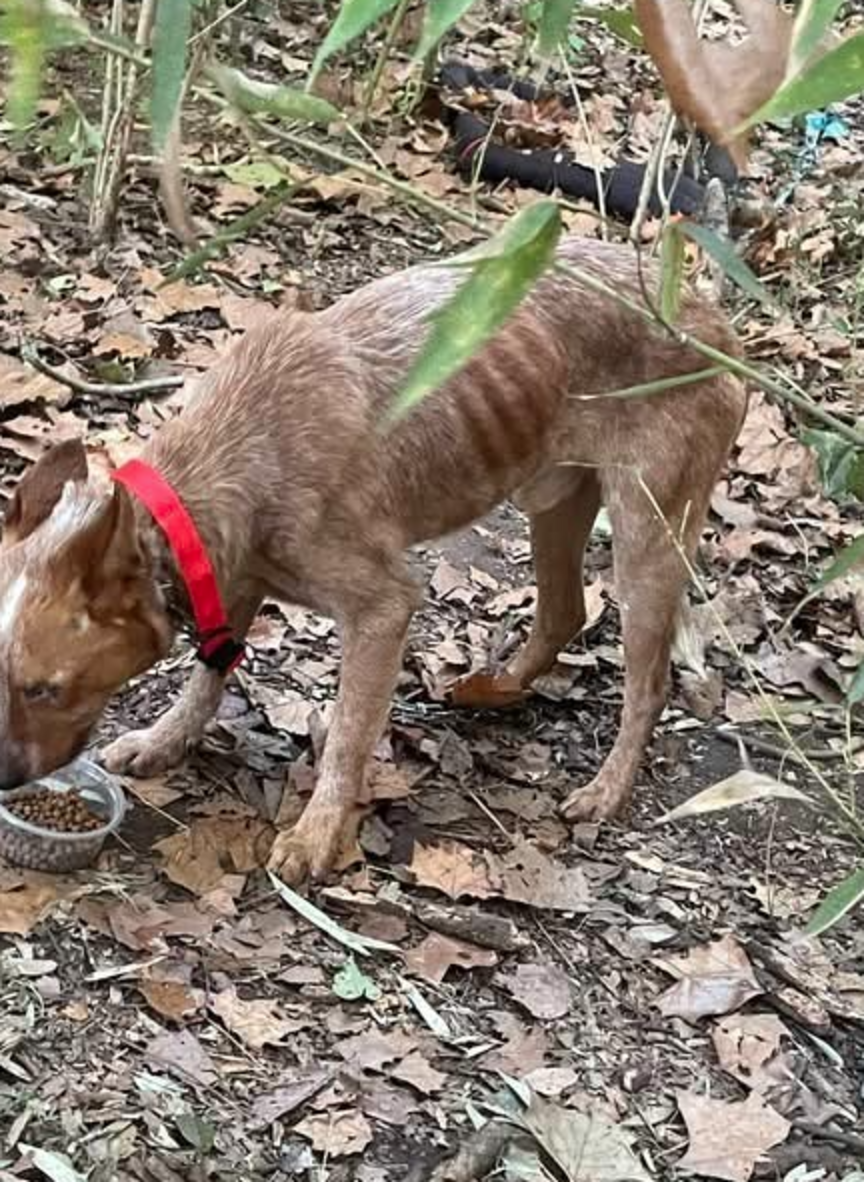 Kids Hear Whimpering In The Woods And Find A Frightened Dog Chained To ...
