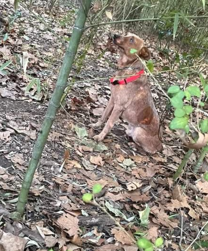 Kids Hear Whimpering In The Woods And Find A Frightened Dog Chained To ...