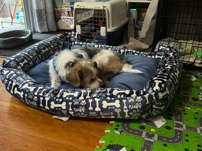 ブルーノの幸せな姿