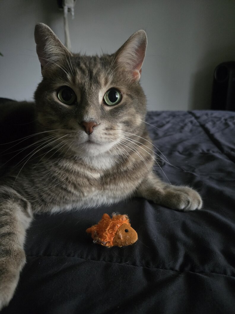 Walter the cat relaxing at home