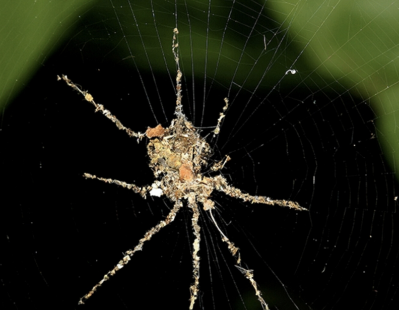 Scientists Discover Tiny Spiders Who Build Big 'Decoys' For This Clever ...