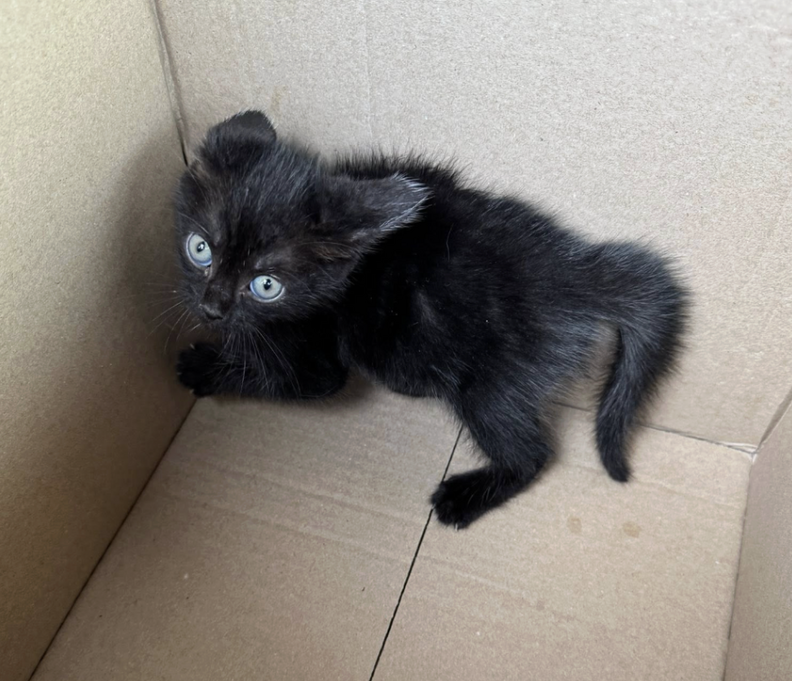 Recovered kitten cuddling at the sanctuary