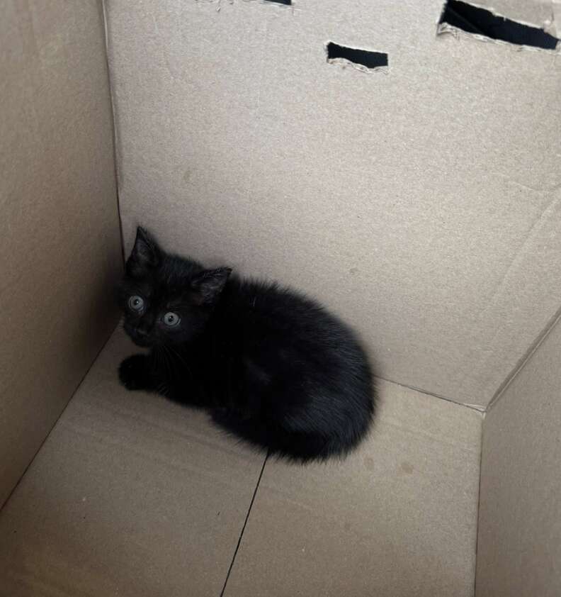 Kitten recovering at the sanctuary