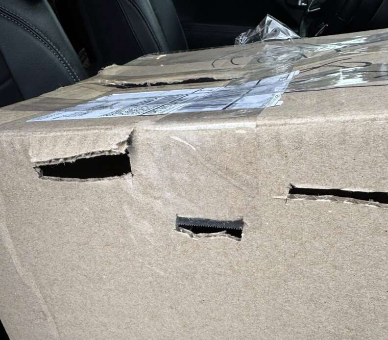Black kitten found inside Amazon box