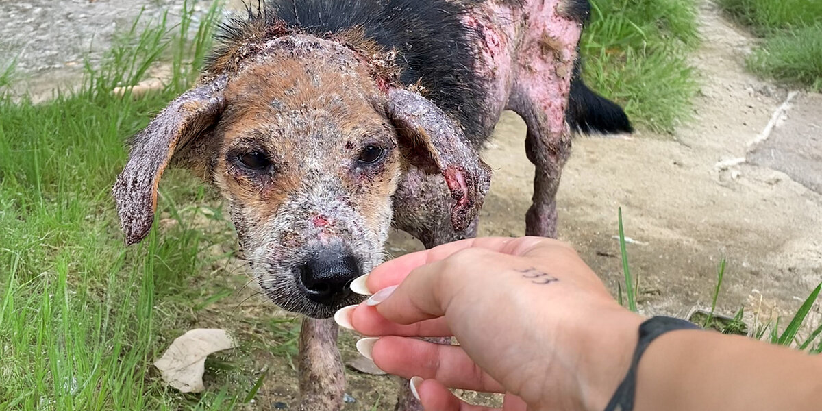Stray Dog Who Was Turning Into Stone Moves Across The Globe ...