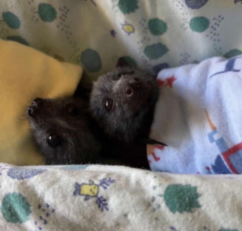 赤ちゃんコウモリたち