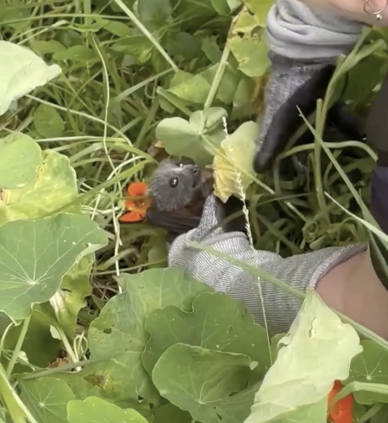 bat in flower patch 
