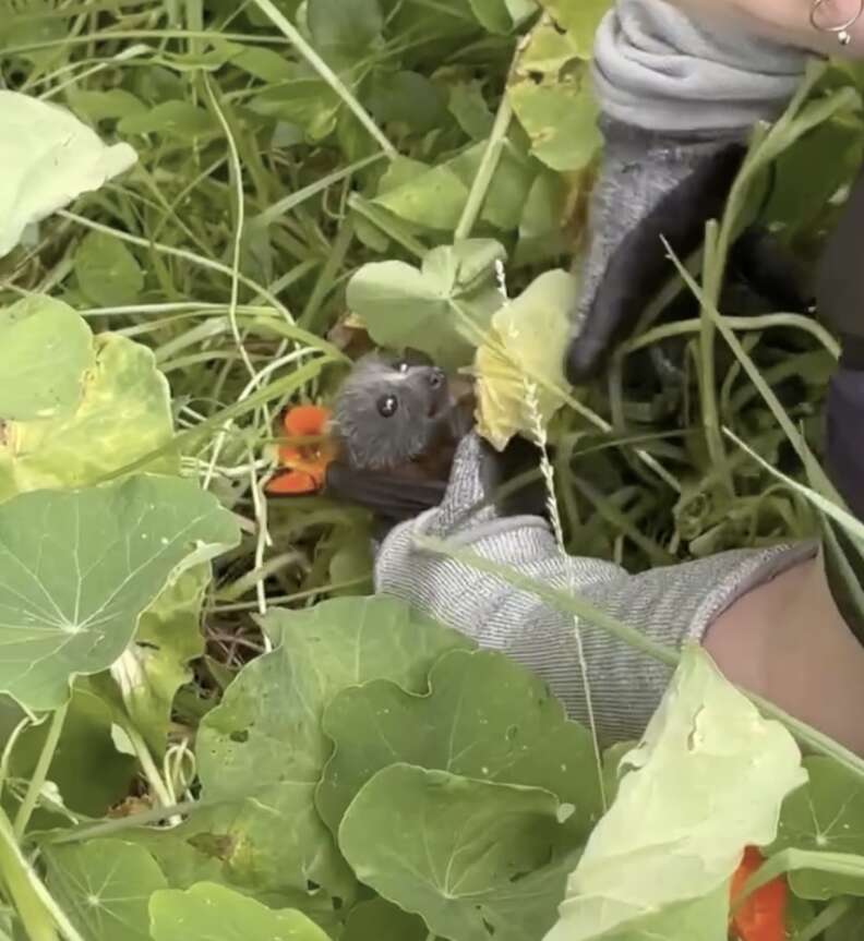 bat in flower patch