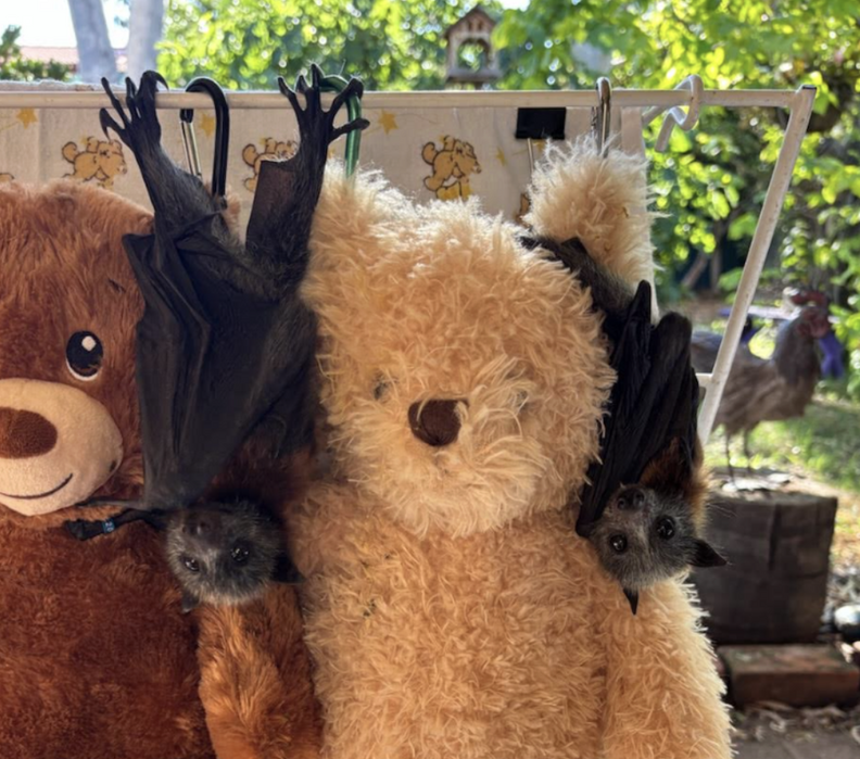 bats with teddy bears 