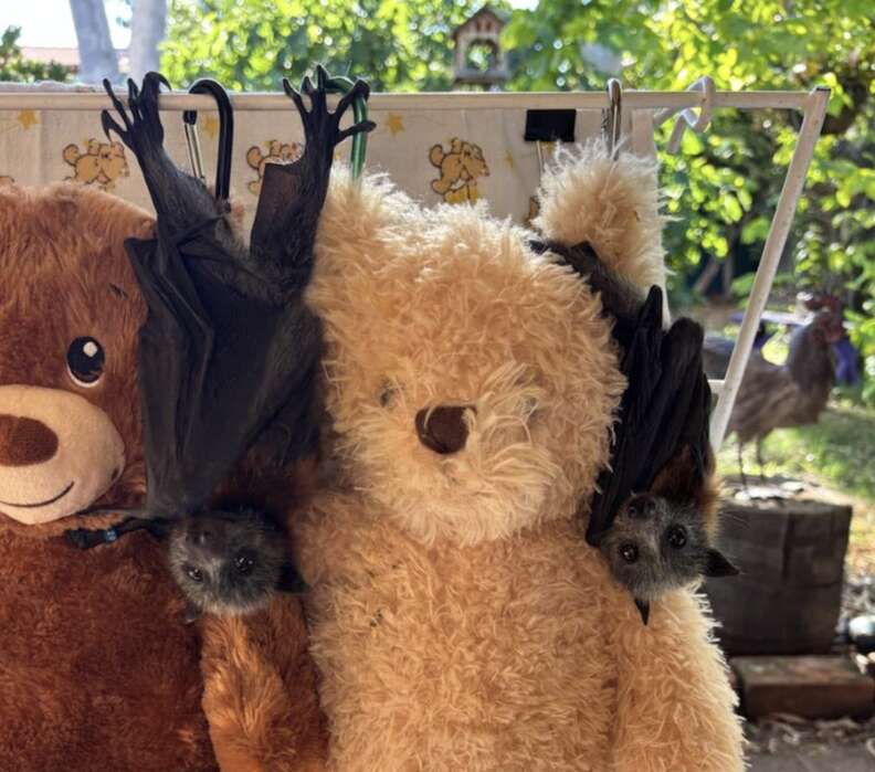 bats with teddy bears