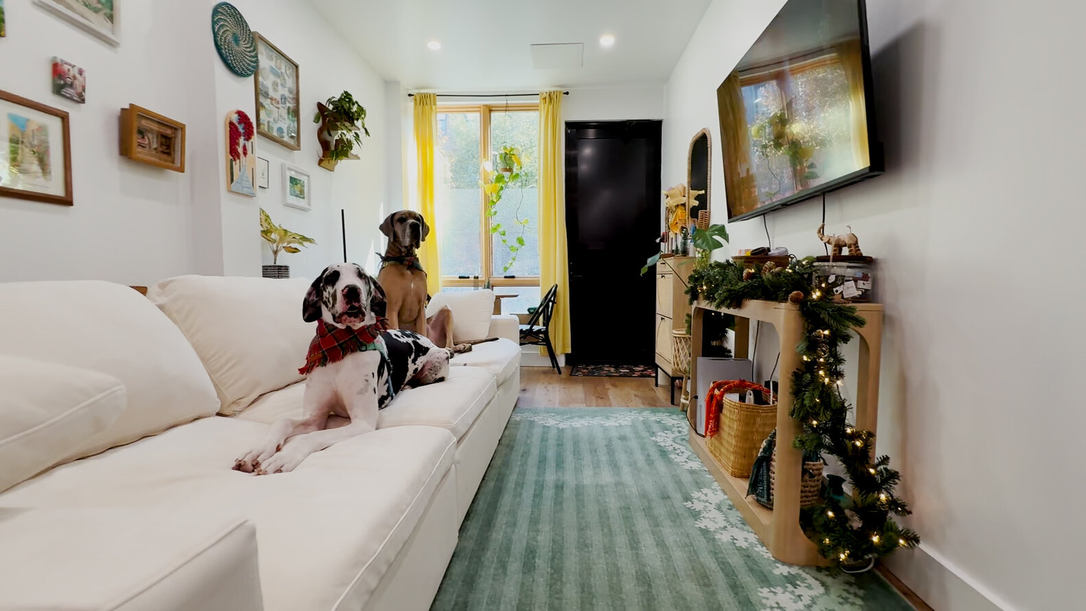 Picture of A Brooklyn Railroad Apartment Ruled By Two Great Danes And A Bossy ...