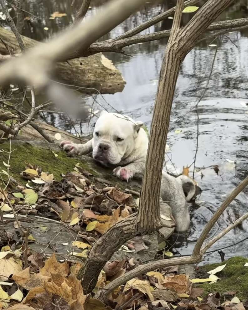 dog trapped in river