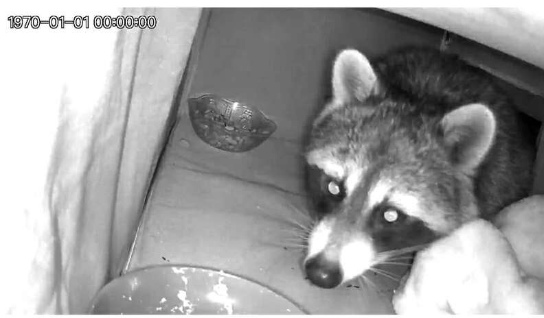 Possum caught snoozing in the heated cat house on camera