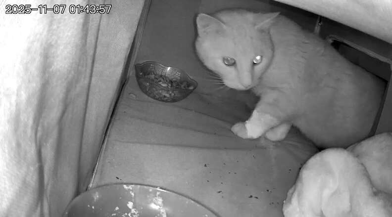 Stray cats relaxing inside the heated cat house