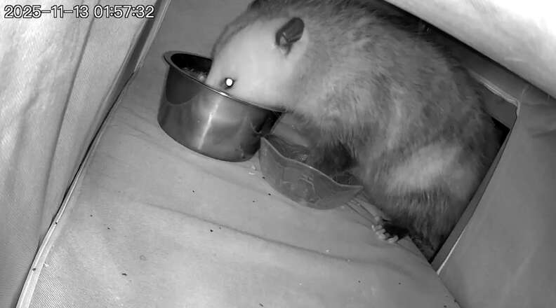 Raccoon spotted exploring the cat house on camera