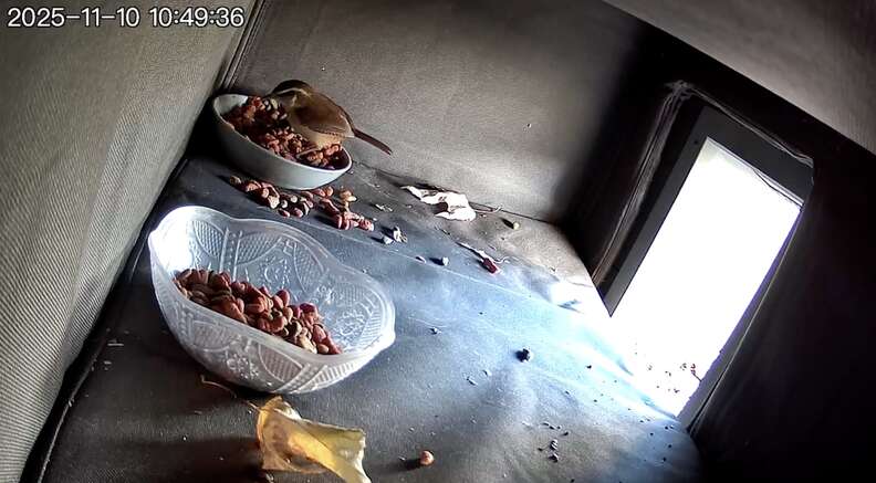 Another wildlife visitor near the outdoor cat house