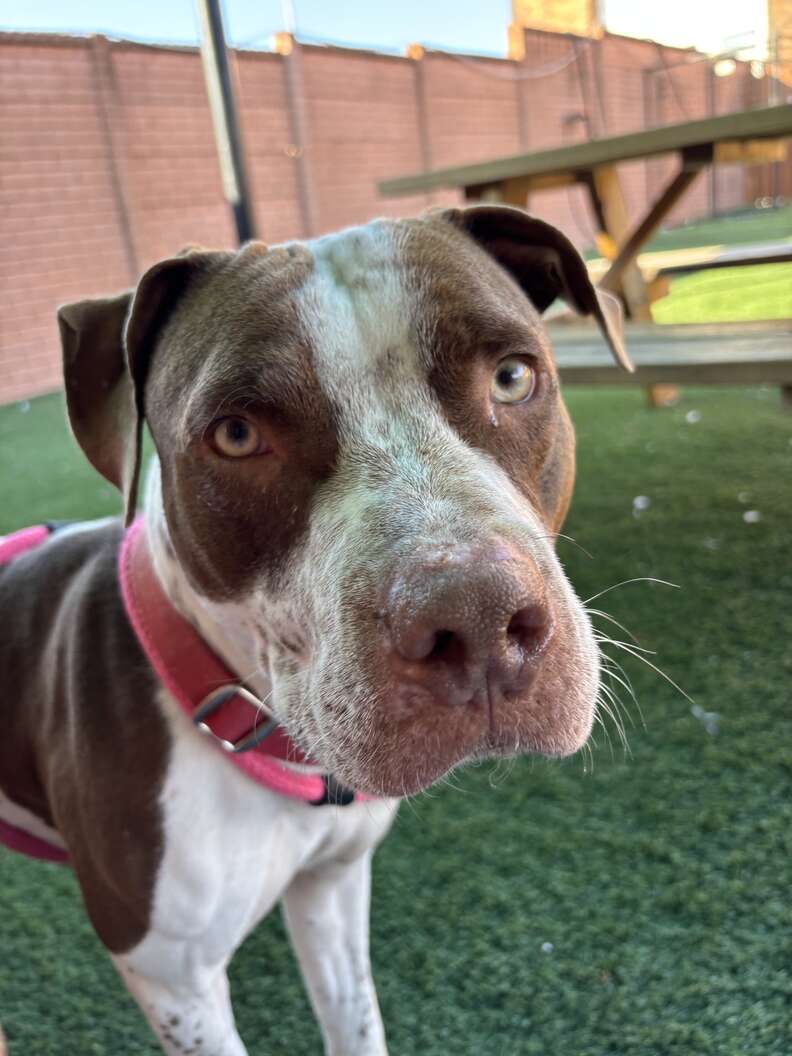 Hokaの健康診断中の様子