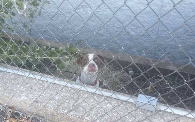 ドナがHokaを助ける瞬間