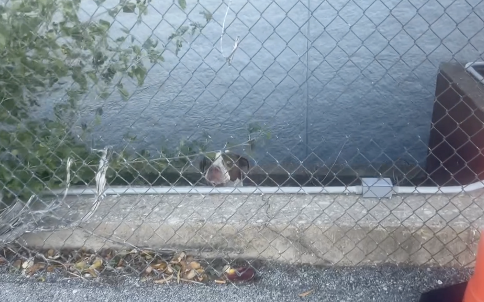 Dog Stuck On Narrow Ledge 'Cried For Help' Until A Hero Appeared - The Dodo