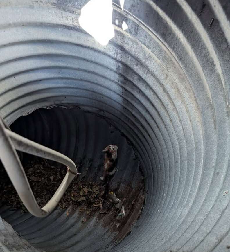 助けを待つ子猫