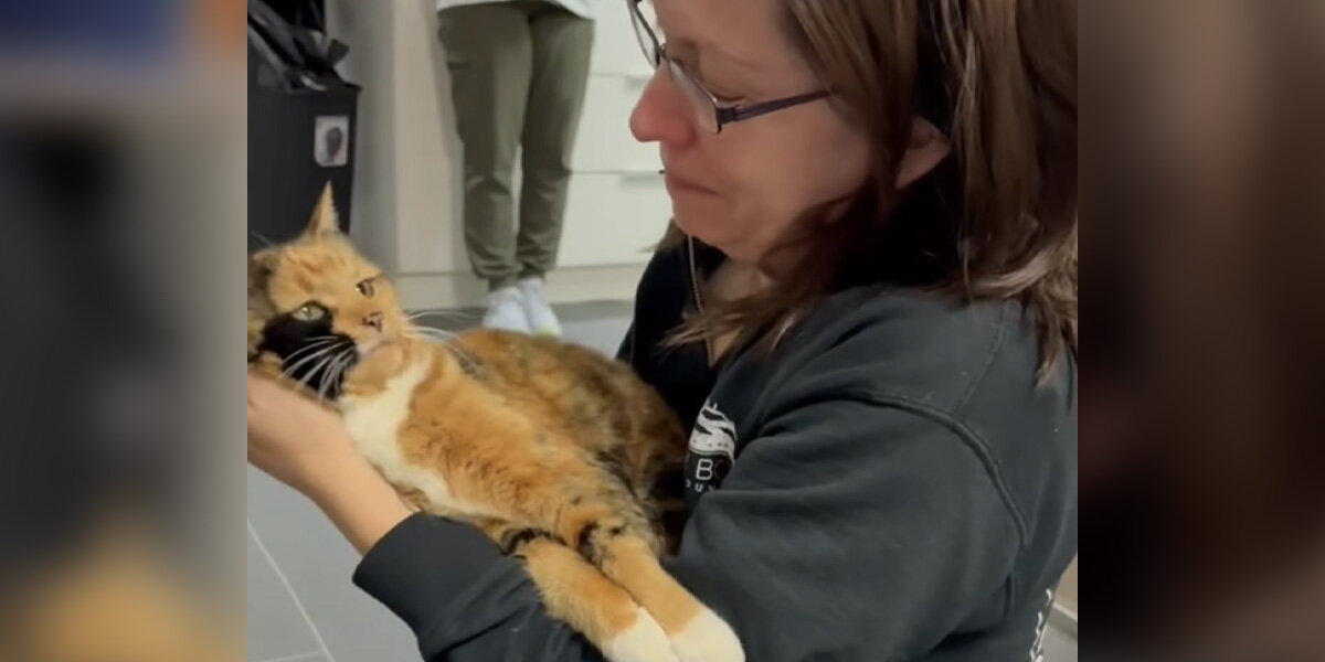 Woman In Tears After Reuniting With Cat Who Went Missing 8 Years ...
