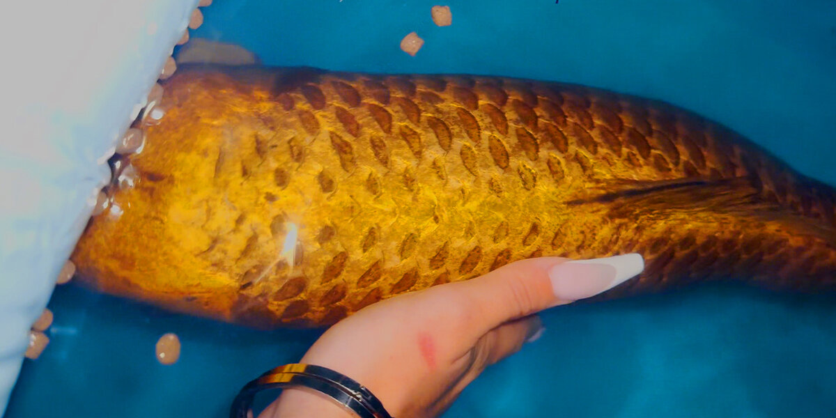 Woman Rescues Koi Fish From Disgusting Shallow Pond - Videos - The Dodo