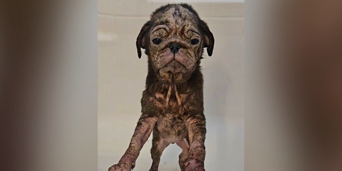 Wrinkly Pink Puppy With 'Cracked' Skin Completely ...