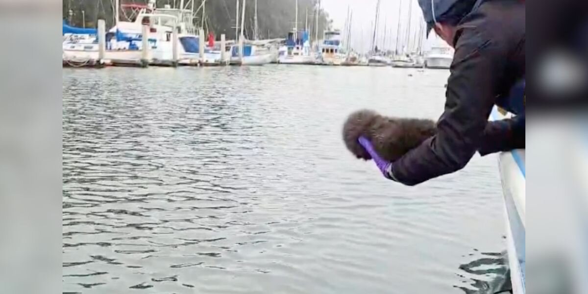 Rescuers Play Stranded Baby's Cries Over Speaker — And Gasp When An Otter Appears