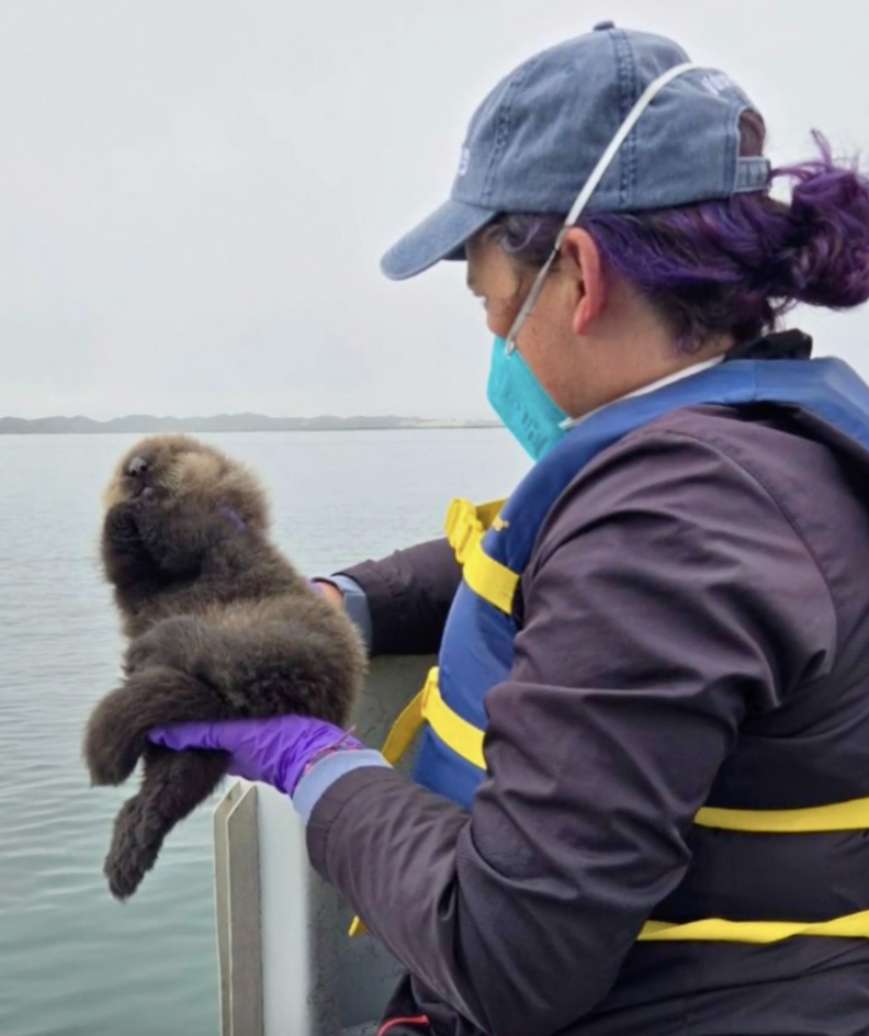 助けを待つキャタピラー