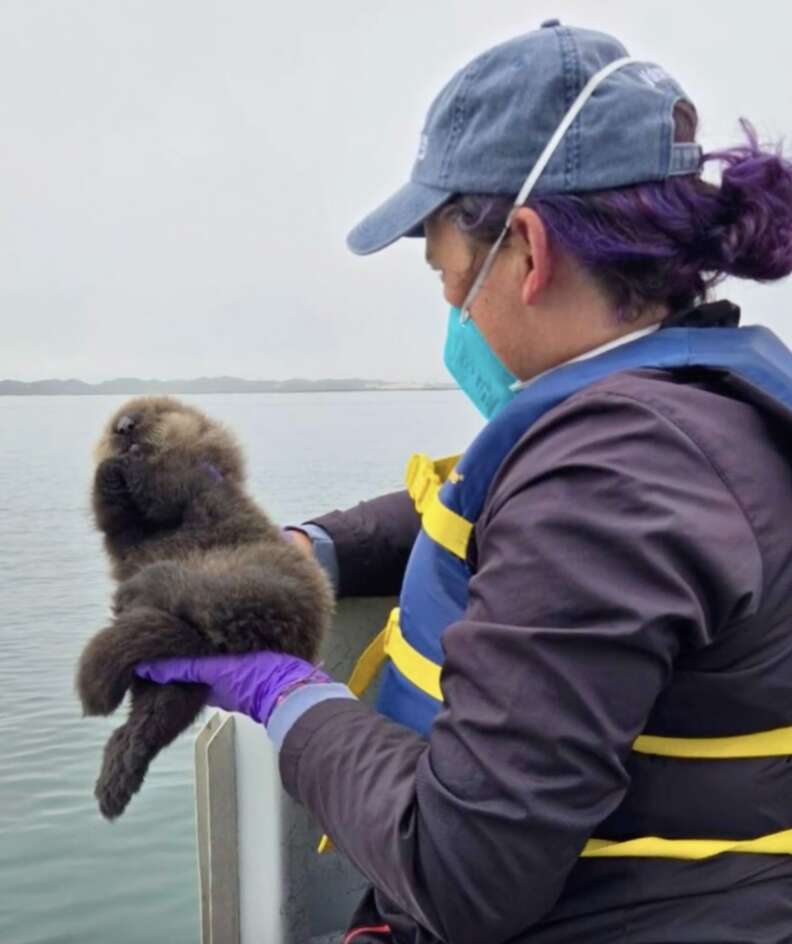 助けを待つキャタピラー