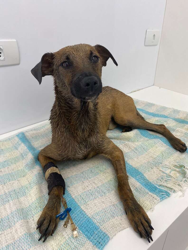 dog cleaned up after being covered in tar
