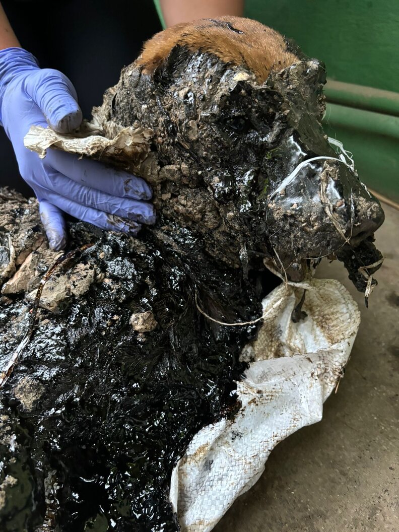 dog covered in tar