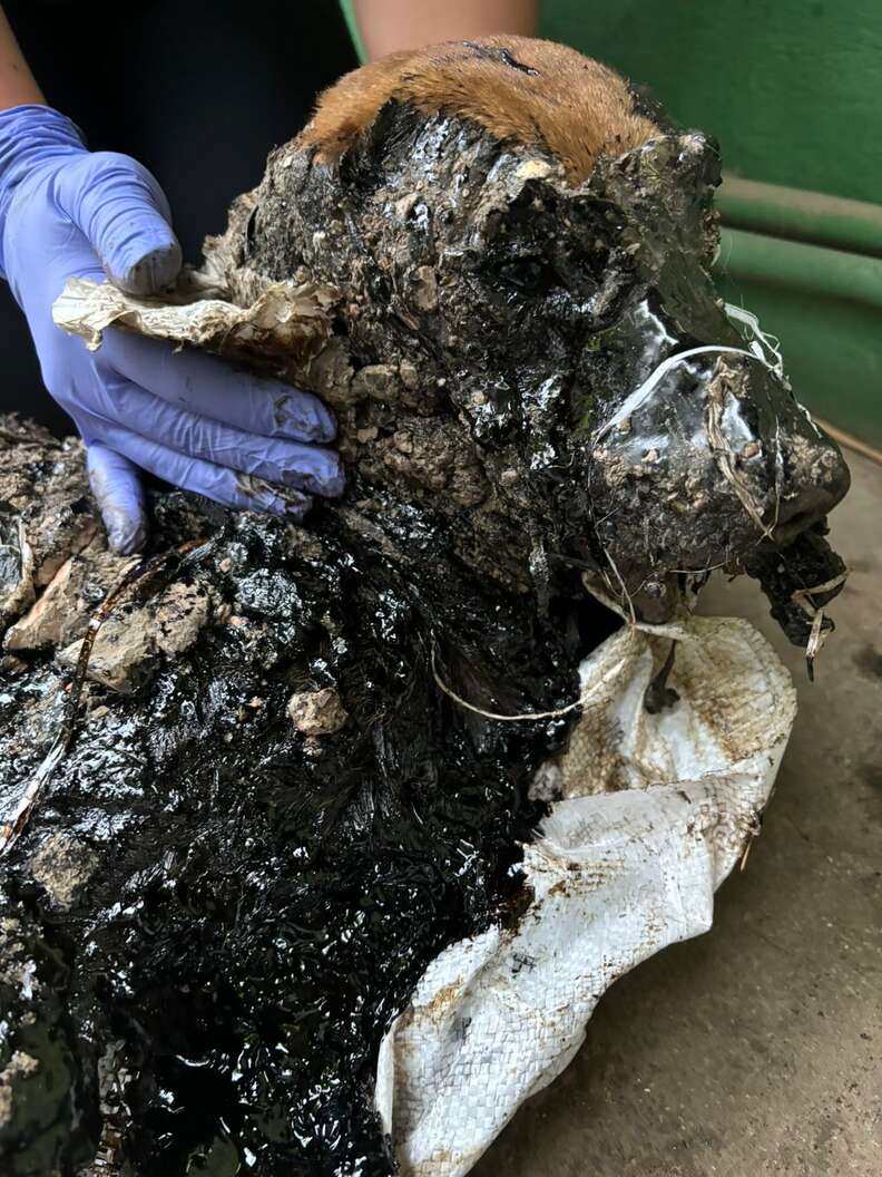 dog covered in tar