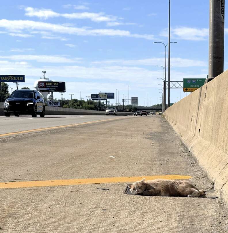 Cat spotted on the highway median