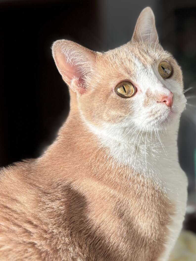 Rescued cat wrapped in sweatshirt inside car