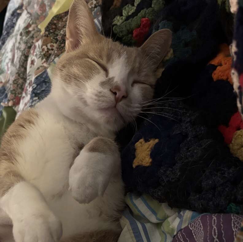 Injured declawed paws of rescued cat