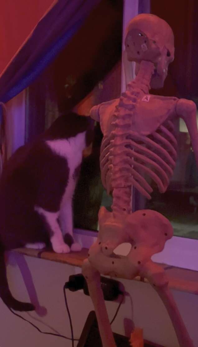 Gravy nuzzling her new skeleton friend