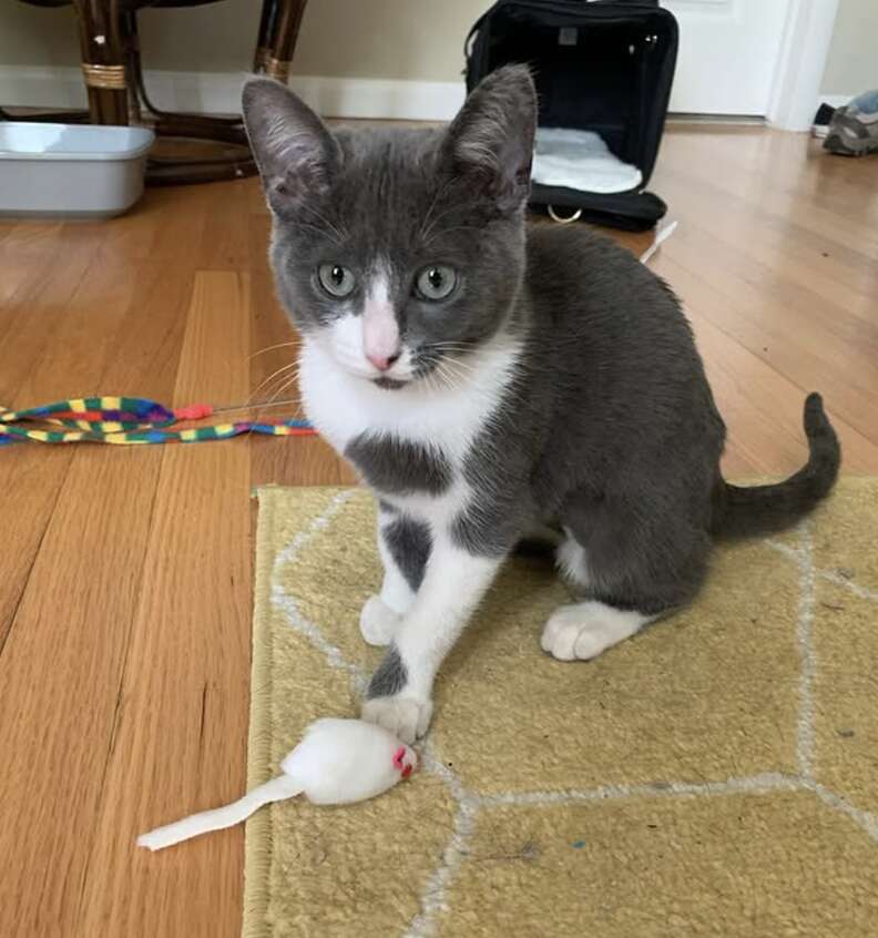 Gravy looking determined during playtime