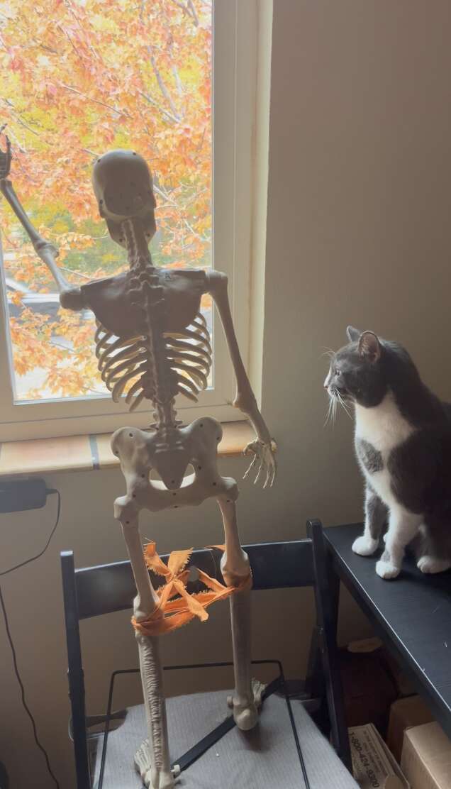 Gravy the gray kitten looking sweet and curious