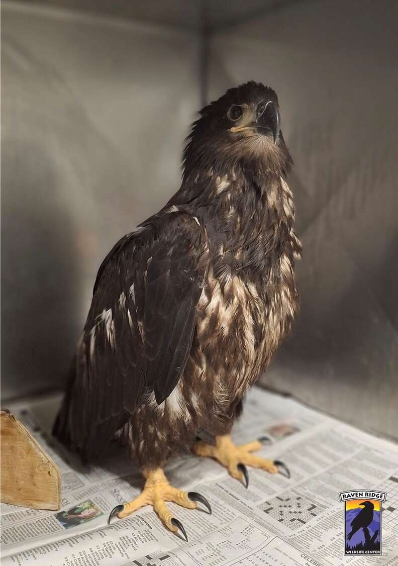 エイグルの解放