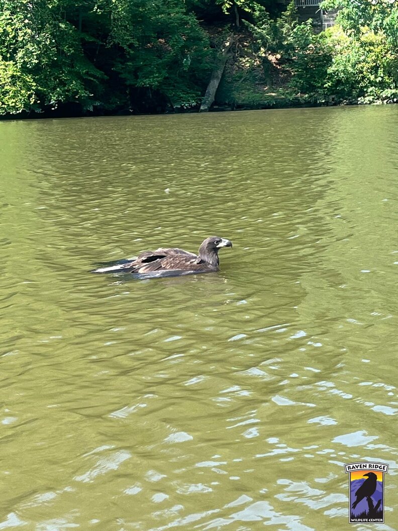 バルドイーグル