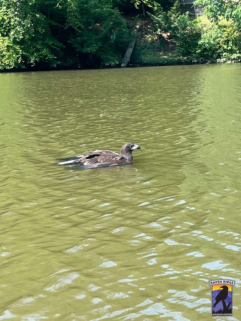 バルドイーグル