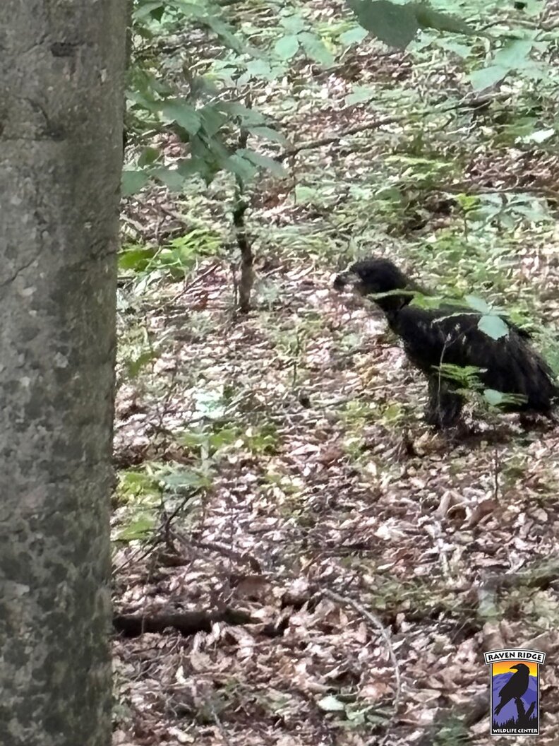 エイグルの検査