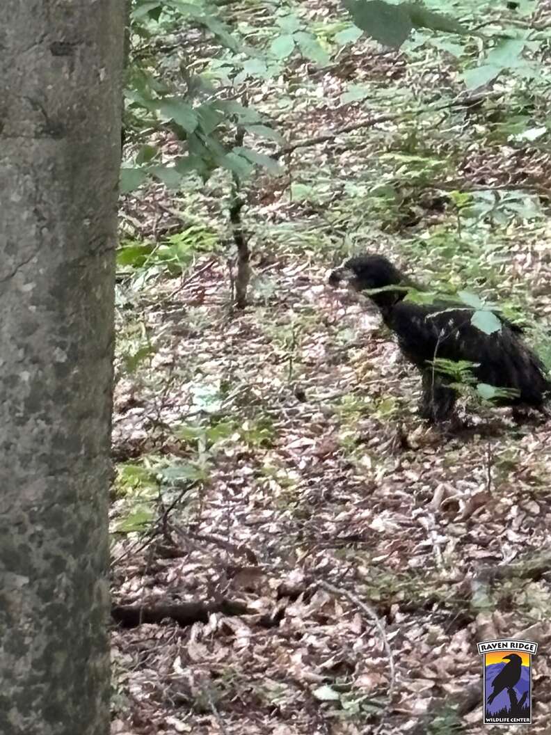 エイグルの検査