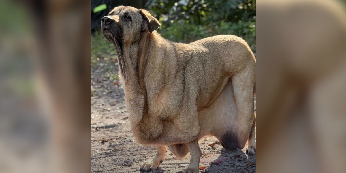 Man Watches In Awe As His Dog Slowly Transforms Into A Gloriously ...