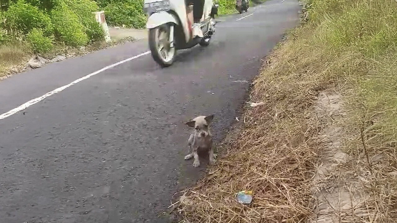  Woman Saves Tiny Puppy From Highway Traffic 