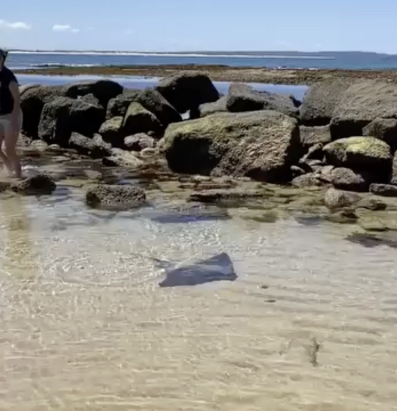 ray in tide pool