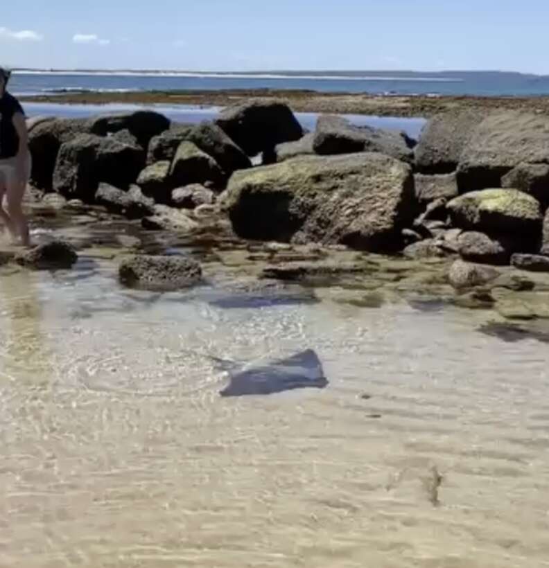 ray in tide pool